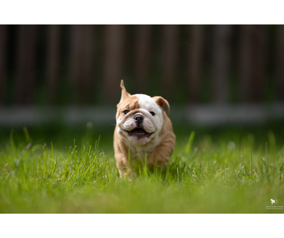 Tierfotografie Julia Kemptner