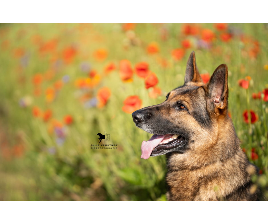 Tierfotografie Julia Kemptner