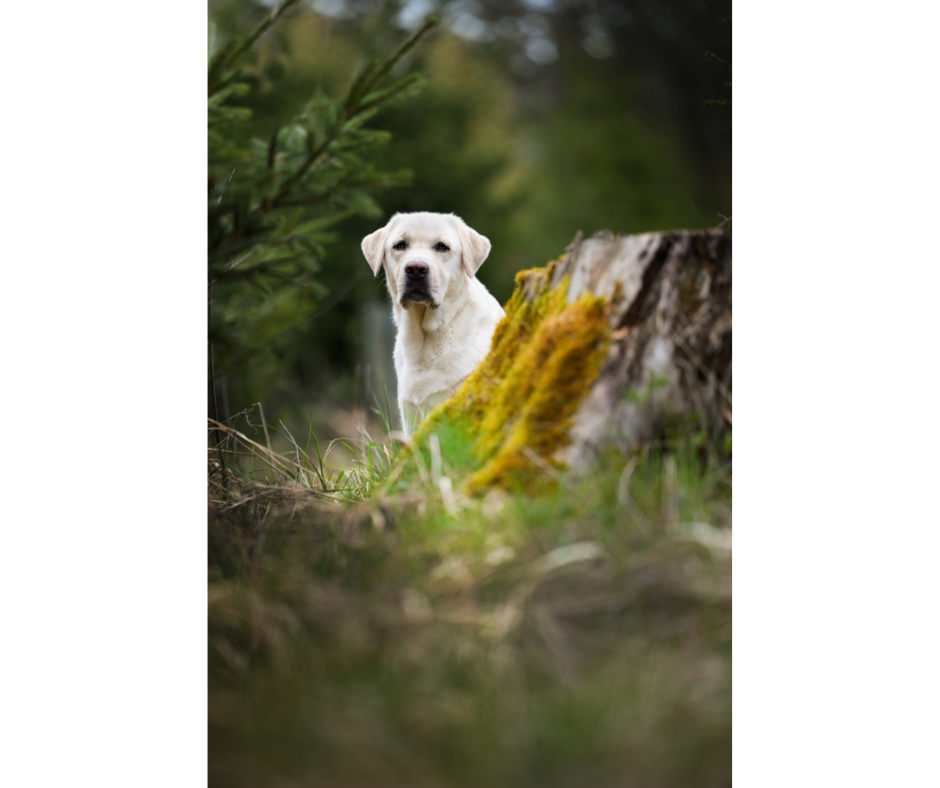 Julia Kemptner Tierfotografie