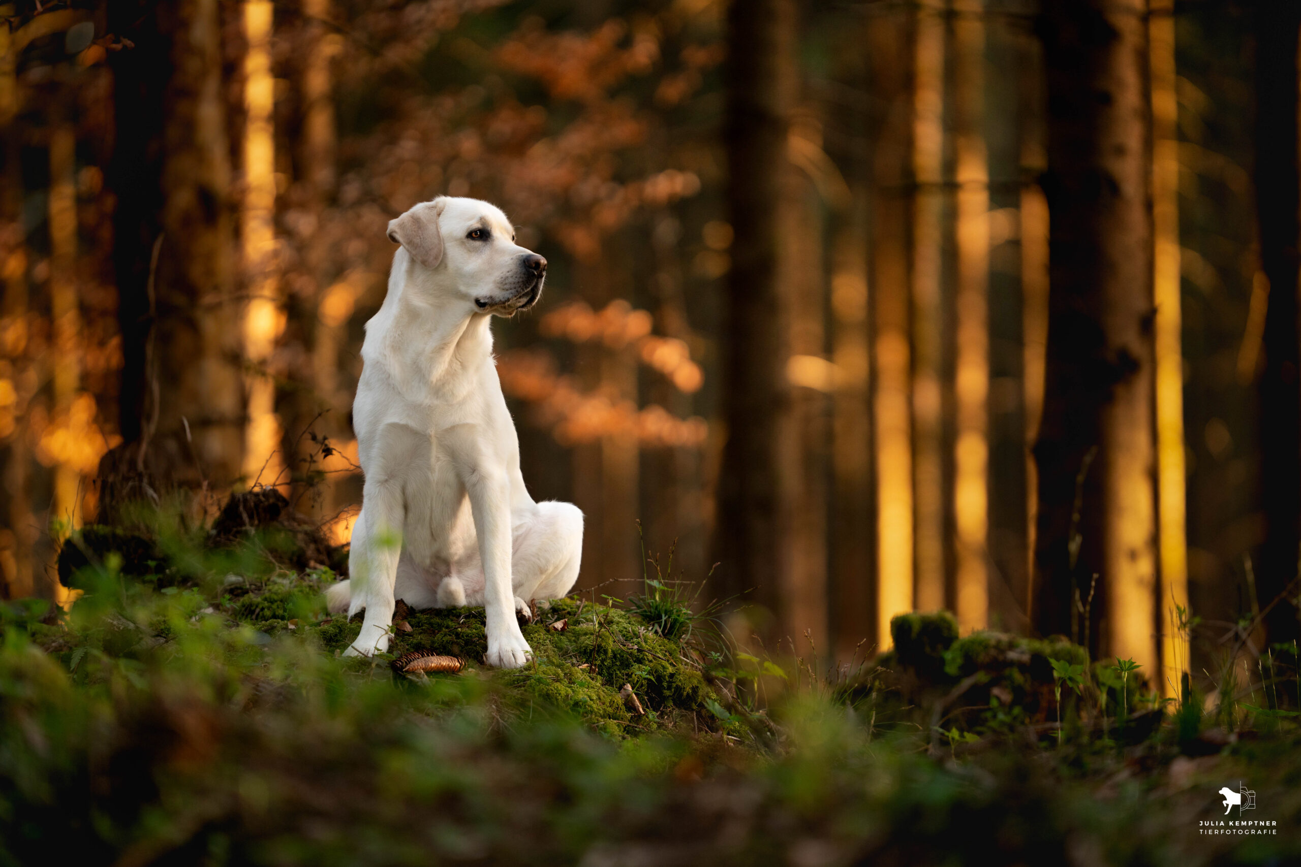 Julia Kemptner Tierfotografie